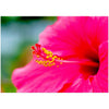 Wenskaart met een close-up van een prachtige magentakleurige hibiscus bloem