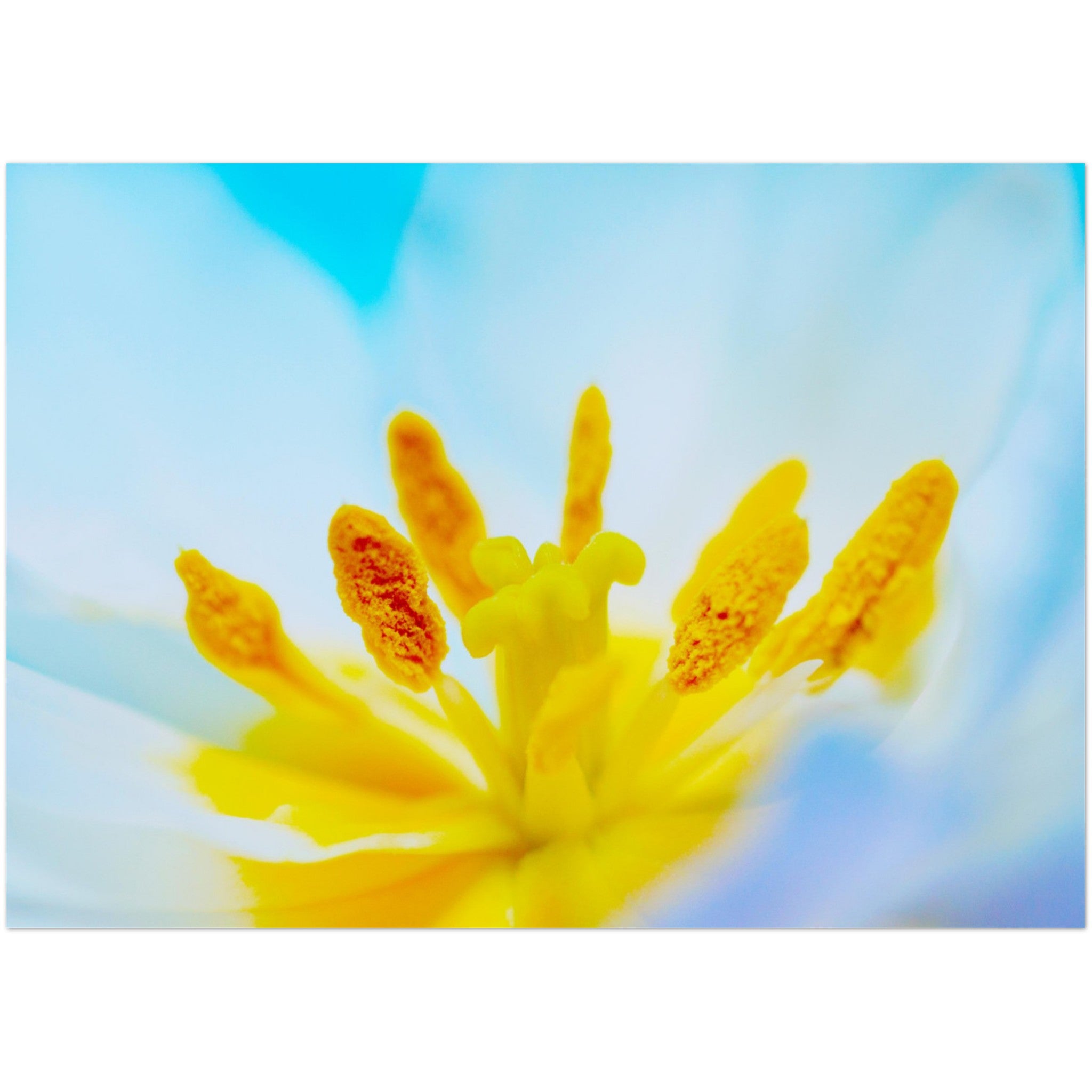 Wenskaart met een close-up van een witte tulp met gele meeldraden en zachtblauwe achtergrond