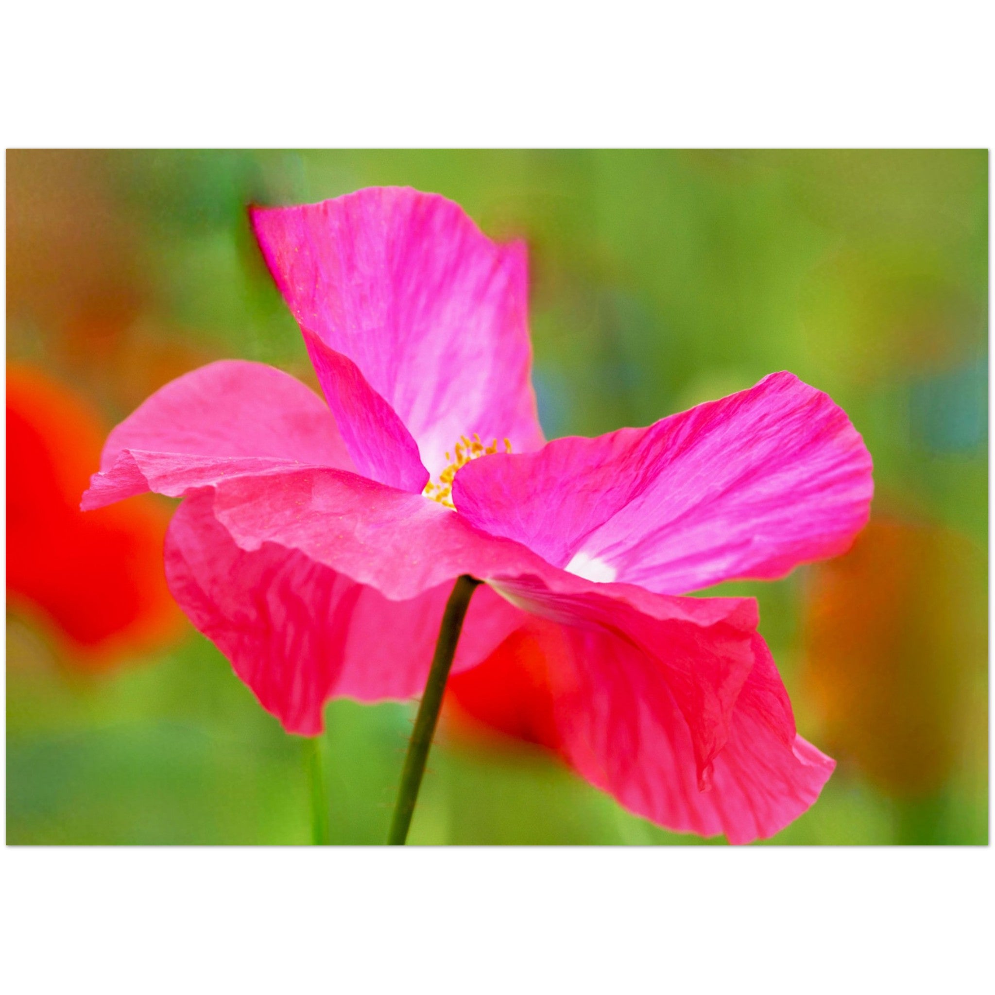 Wenskaart met een close-up van een prachtige roze klaproos