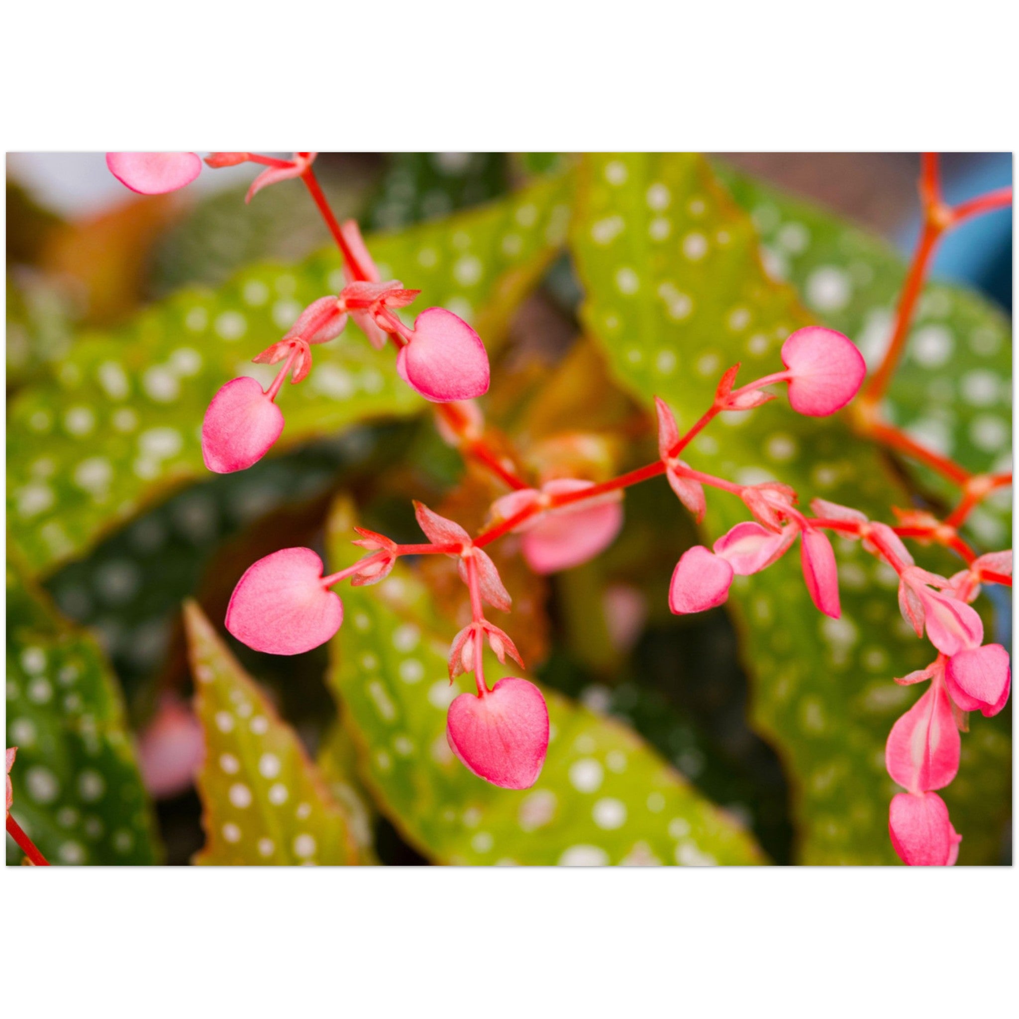 Wenskaart met de koraalrode bloemen van een forelbegonia