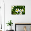 Acrylglas wanddecoratie met de bloemetjes van de 'grote muur' in de lente