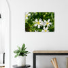 Acrylglas wanddecoratie met de bloemetjes van de 'grote muur' in de lente