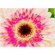 Wenskaart met een close-up van een prachtige roze gerbera bloem