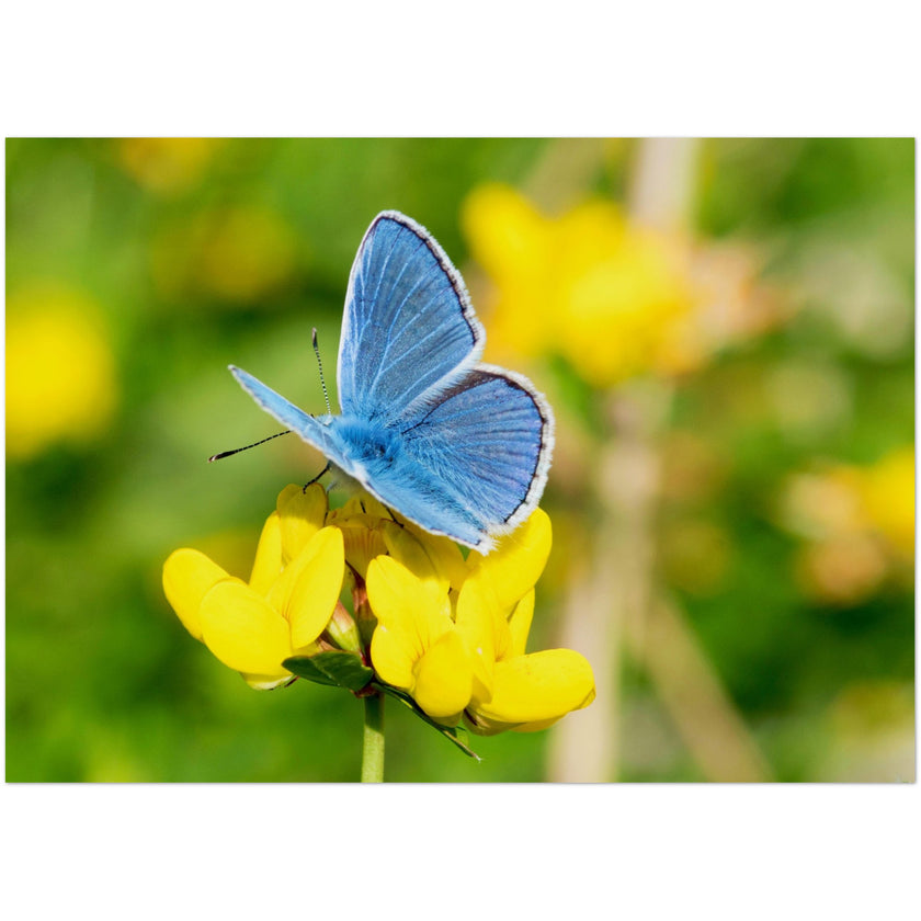 Kaartenset met een schitterende blauwe vlinder op een gele bloem