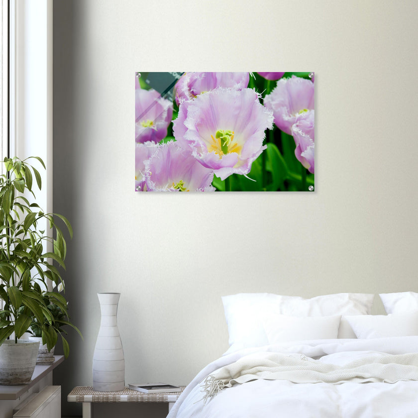 Acrylglas wanddecoratie met prachtige tulpen in lila met witte tinten