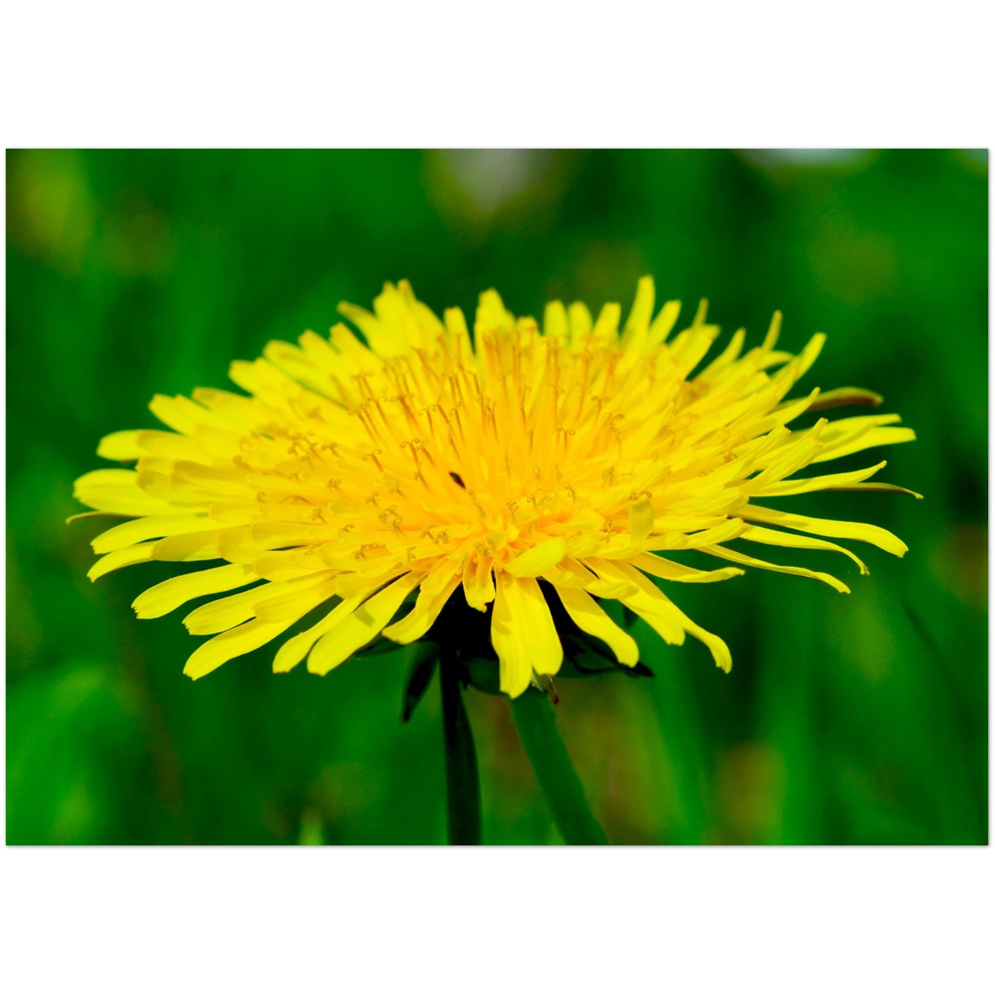 Wenskaart met een close-up van een gele paardenbloem