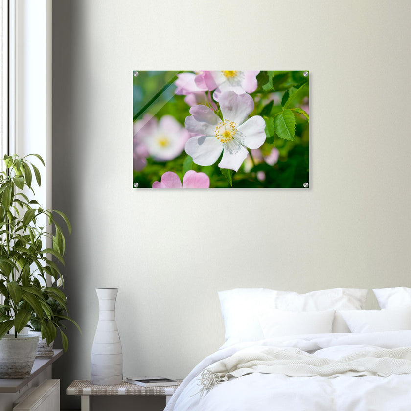 Acrylglas wanddecoratie met de prachtige zachtroze bloemen van de hondsroos