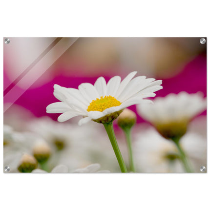 Acrylglas wanddecoratie met een prachtige witte margriet