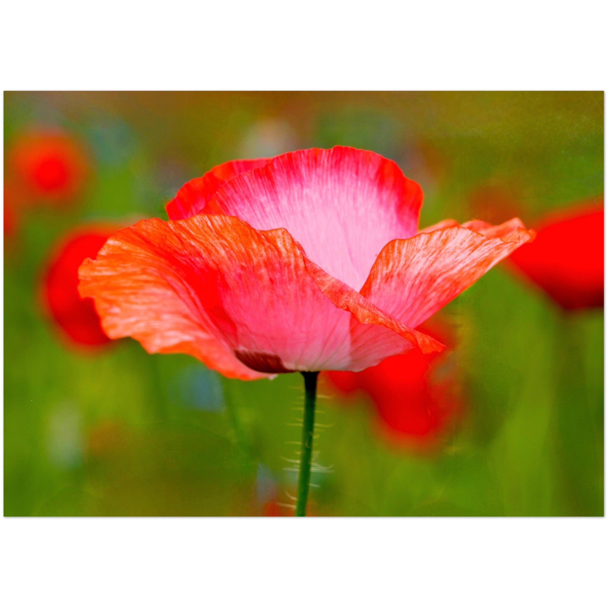 Wenskaart met een close-up van een prachtige rode met roze klaproos