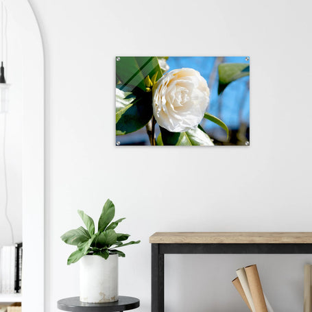 Witte camelia bloem tegen blauwe lucht