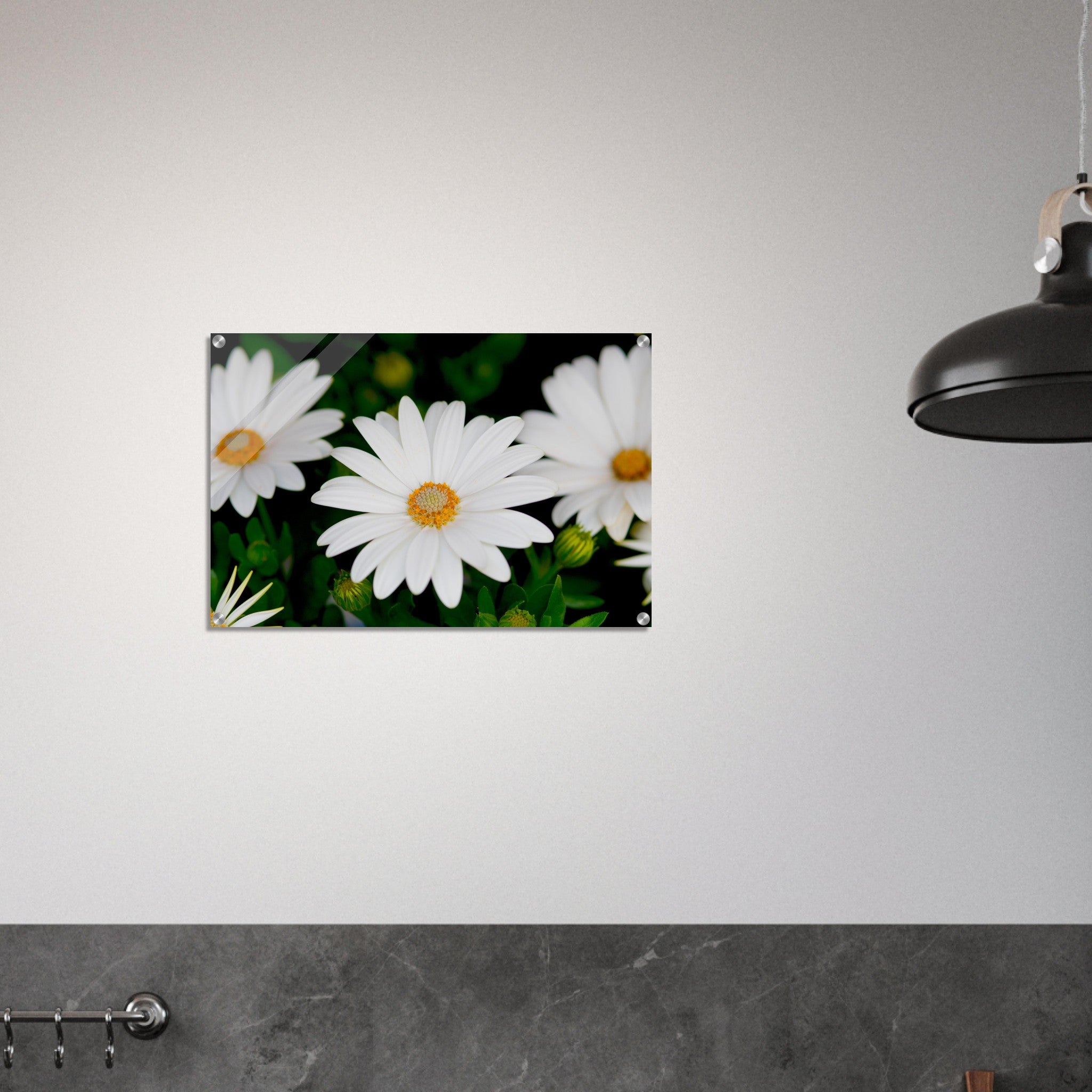 Acrylglas wanddecoratie met prachtige witte margrieten tegen een donkere achtergrond