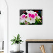 Acrylglas wanddecoratie met een schitterende Franse geranium in roze en witte tinten