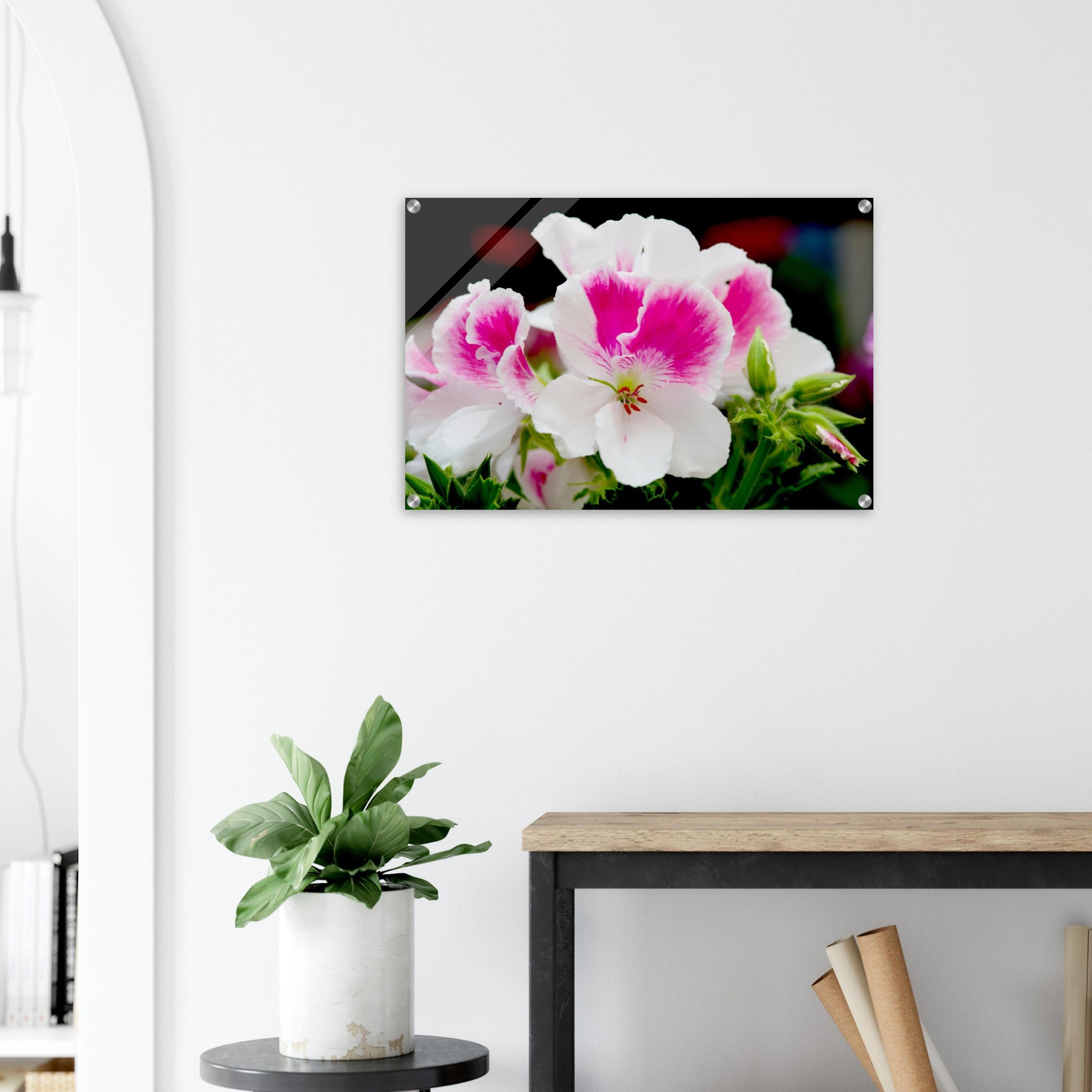 Acrylglas wanddecoratie met een schitterende Franse geranium in roze en witte tinten