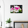 Acrylglas wanddecoratie met een schitterende Franse geranium in roze en witte tinten