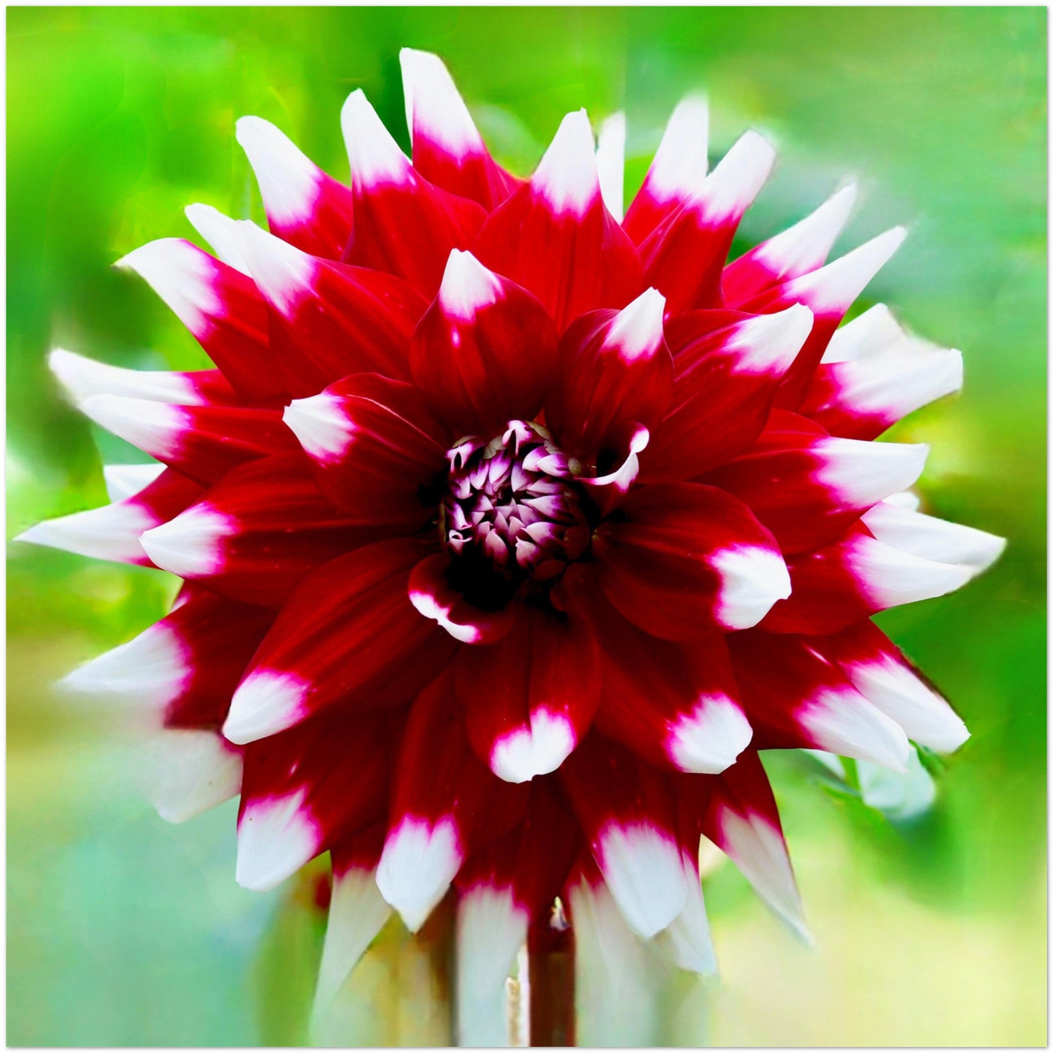 Wenskaart met een close-up van een schitterende rood met witte dahlia bloem