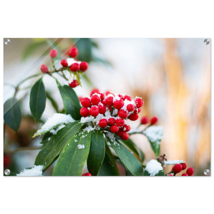 Acrylglas wanddecoratie met rode besjes (Skimmia reevesiana) bedekt met sneeuw