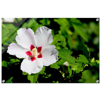 Acrylglas wanddecoratie met een prachtige witte hibiscus