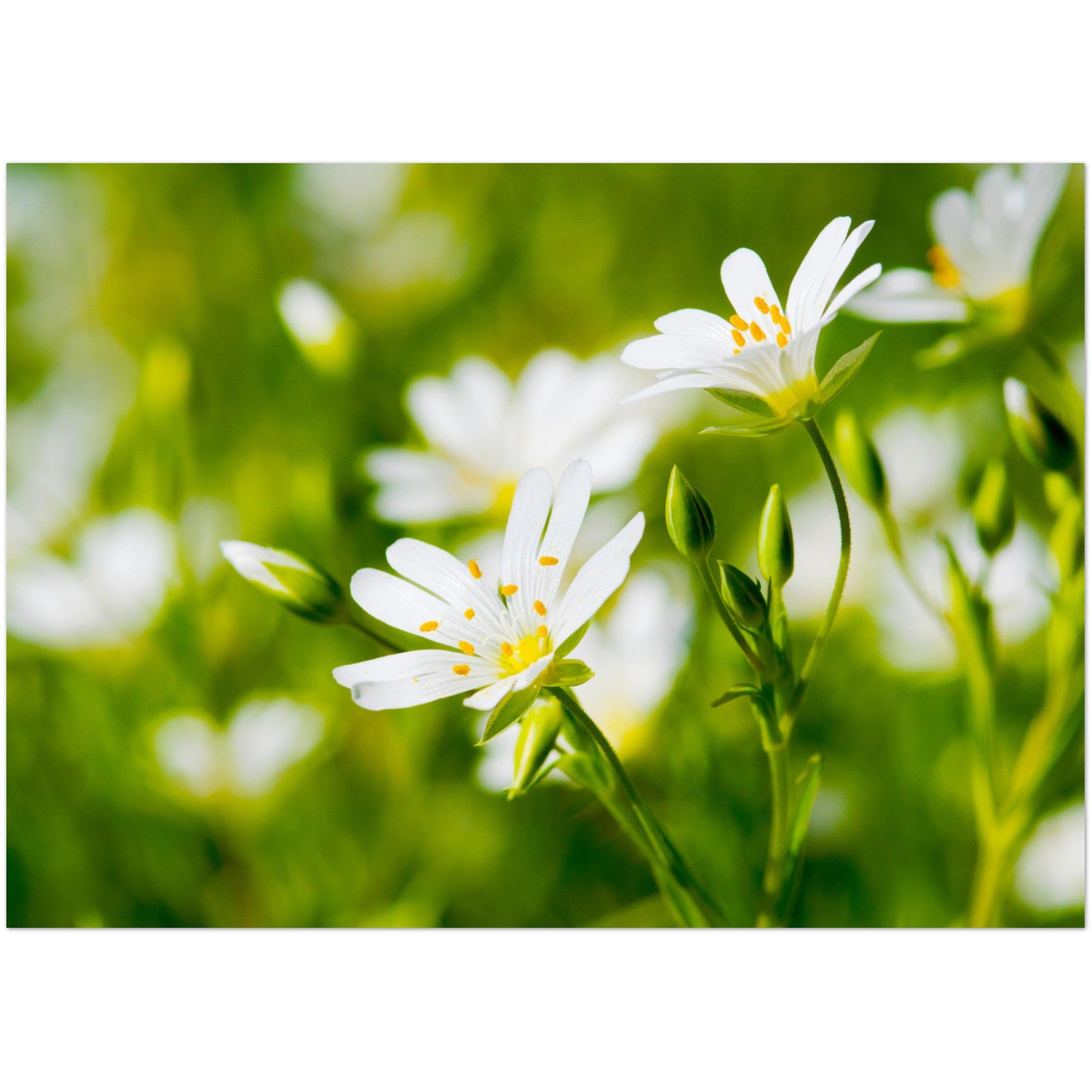 Wenskaart met een close-up van witte bloemetjes in de lente