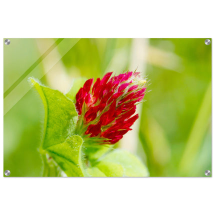 Acrylglas wanddecoratie met een rode inkarnaatklaver bloem tegen zachte achtergrond