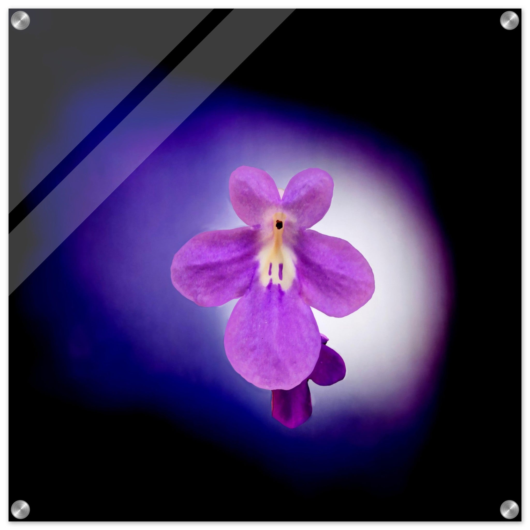 Acrylprint van een prachtige lichtbol met op de voorgrond een paarse bloem