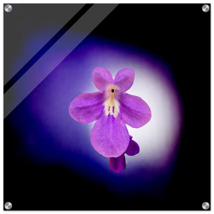 Acrylprint van een prachtige lichtbol met op de voorgrond een paarse bloem