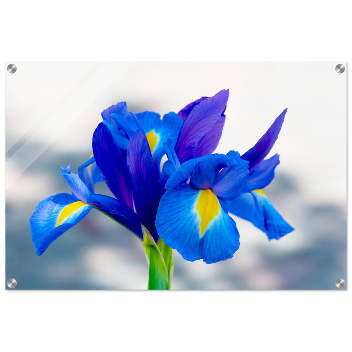 Acrylglas wanddecoratie met een diepblauwe iris