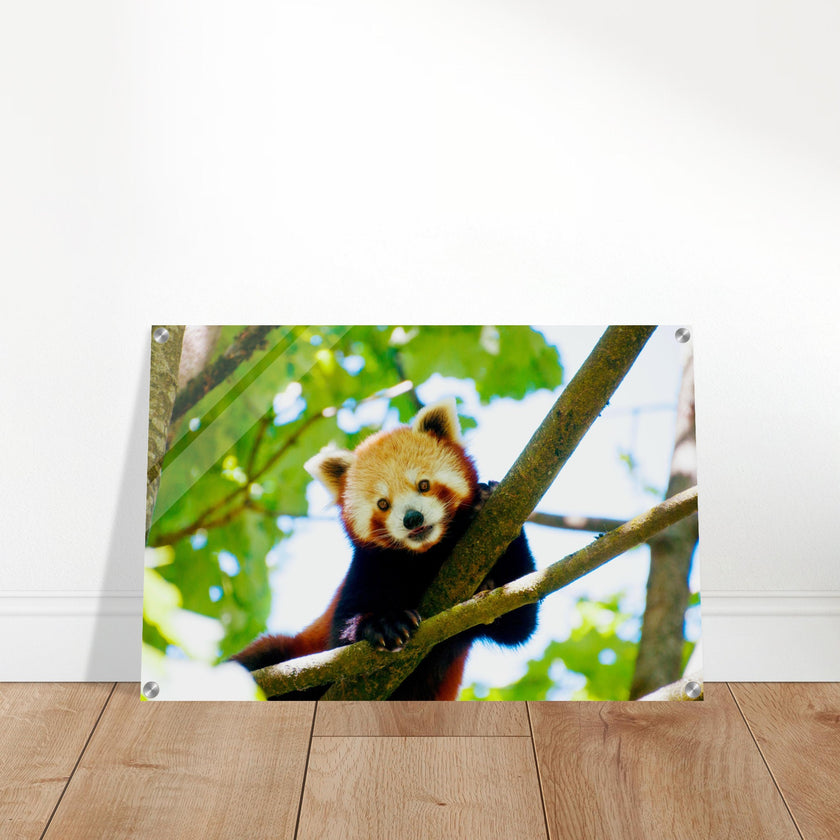 Acrylglas wanddecoratie van een rode panda tussen de groene bladeren