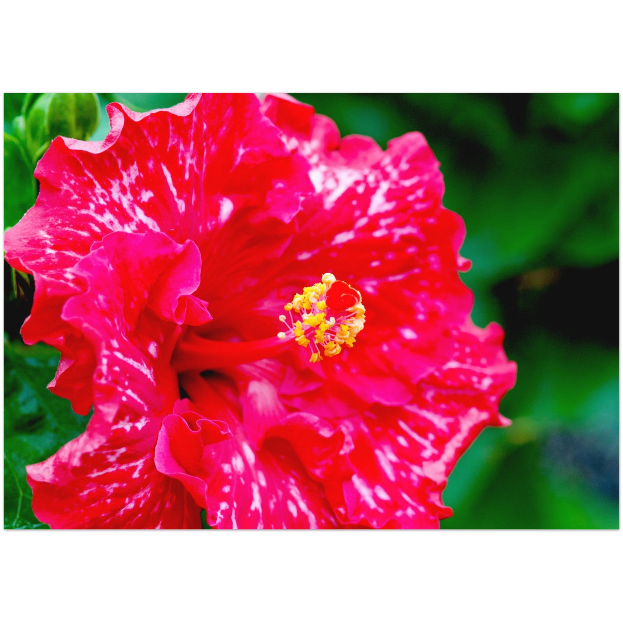 Wenskaart met een close-up van een rode hibiscus