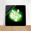 Acrylprint van een authentieke groene orb met op de voorgrond een witte jasmijn bloem