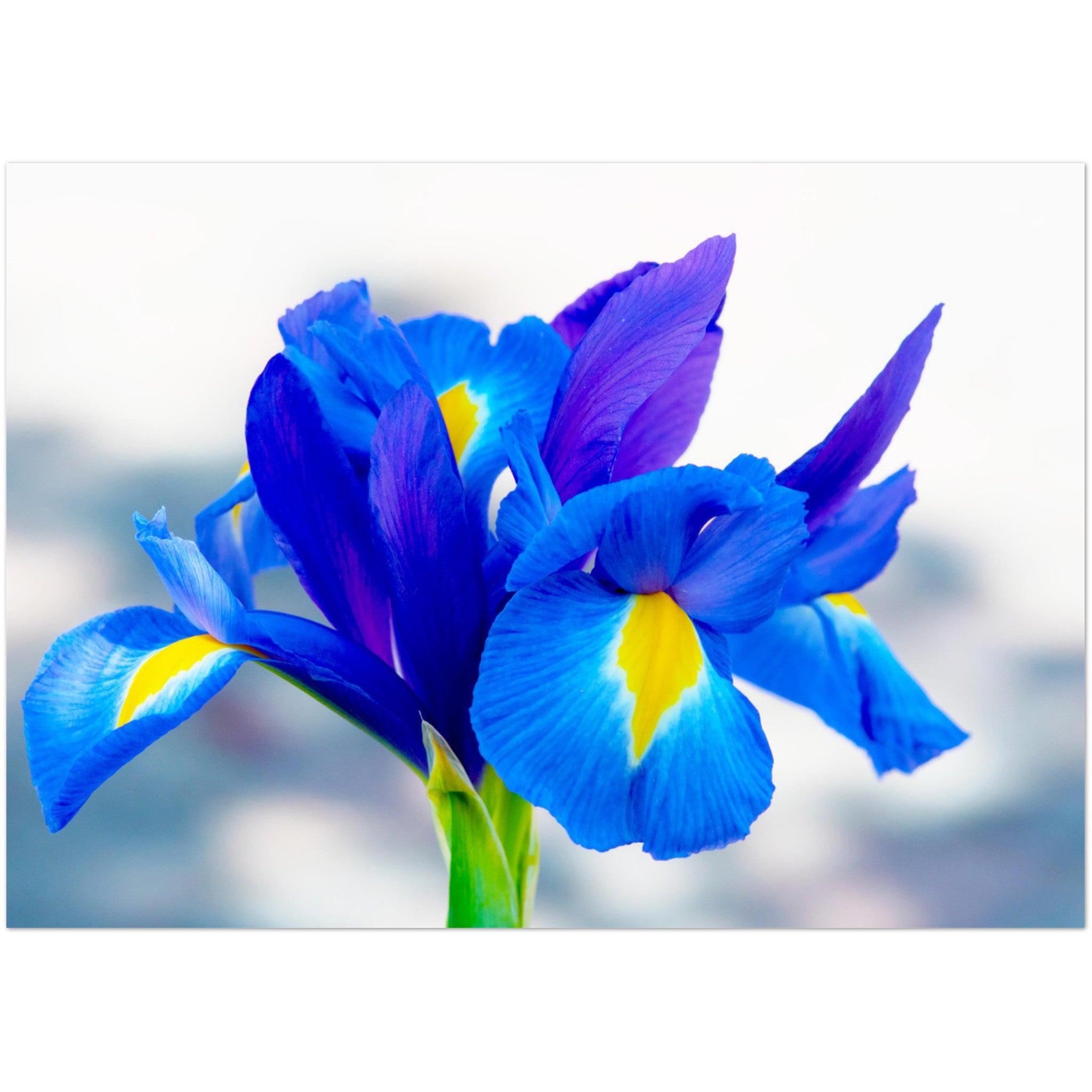 Wenskaart met een blauwe iris bloem met gele accenten