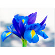 Wenskaart met een blauwe iris bloem met gele accenten