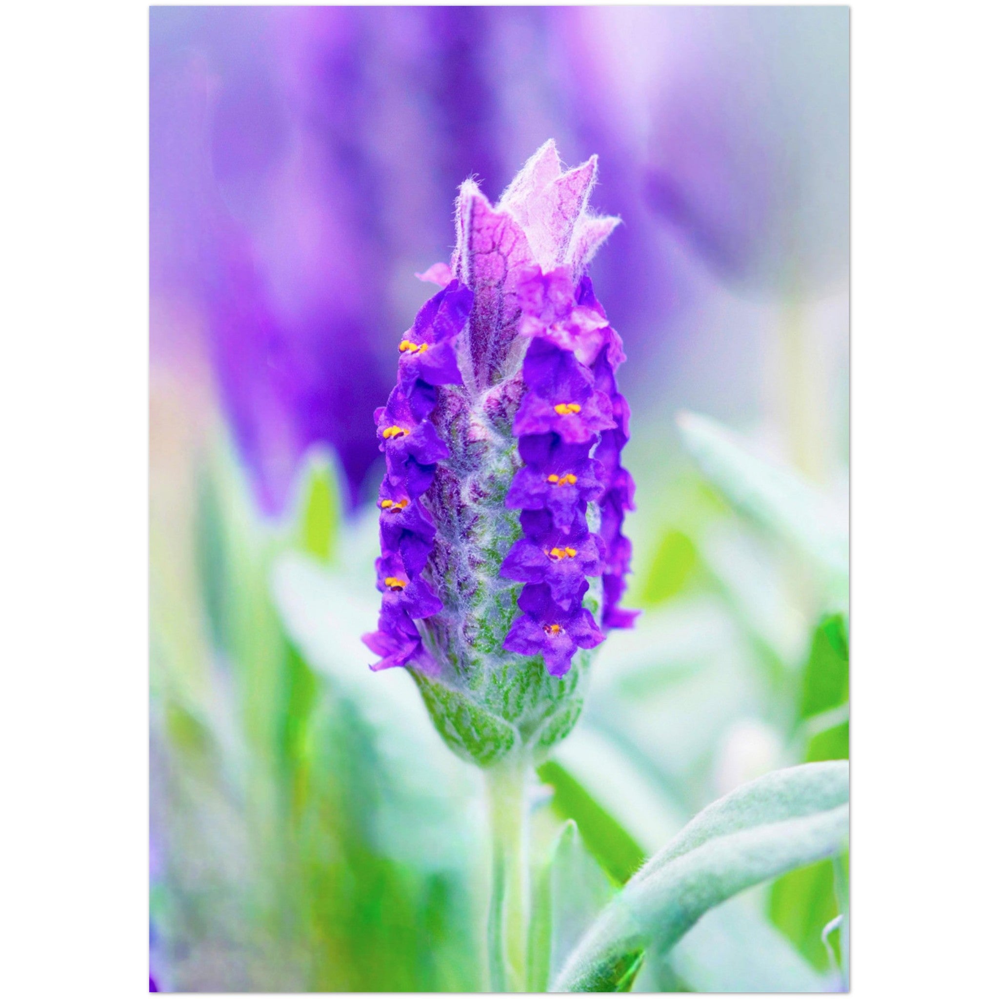 Wenskaart met een close-up van een paarse lavendel bloem