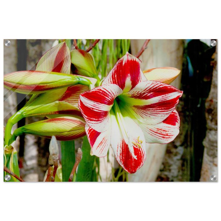 Acrylglas wanddecoratie met een weelderige rood met witte amaryllis bloem