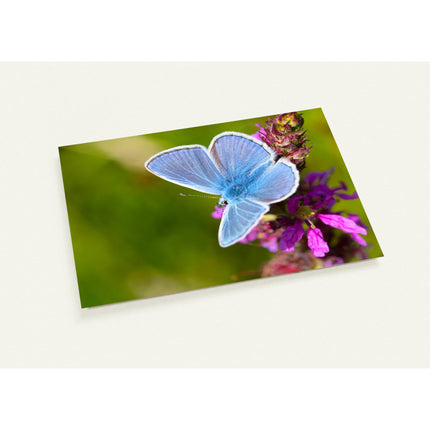Kaartenset met een prachtige blauwe vlinder op een paarse bloem