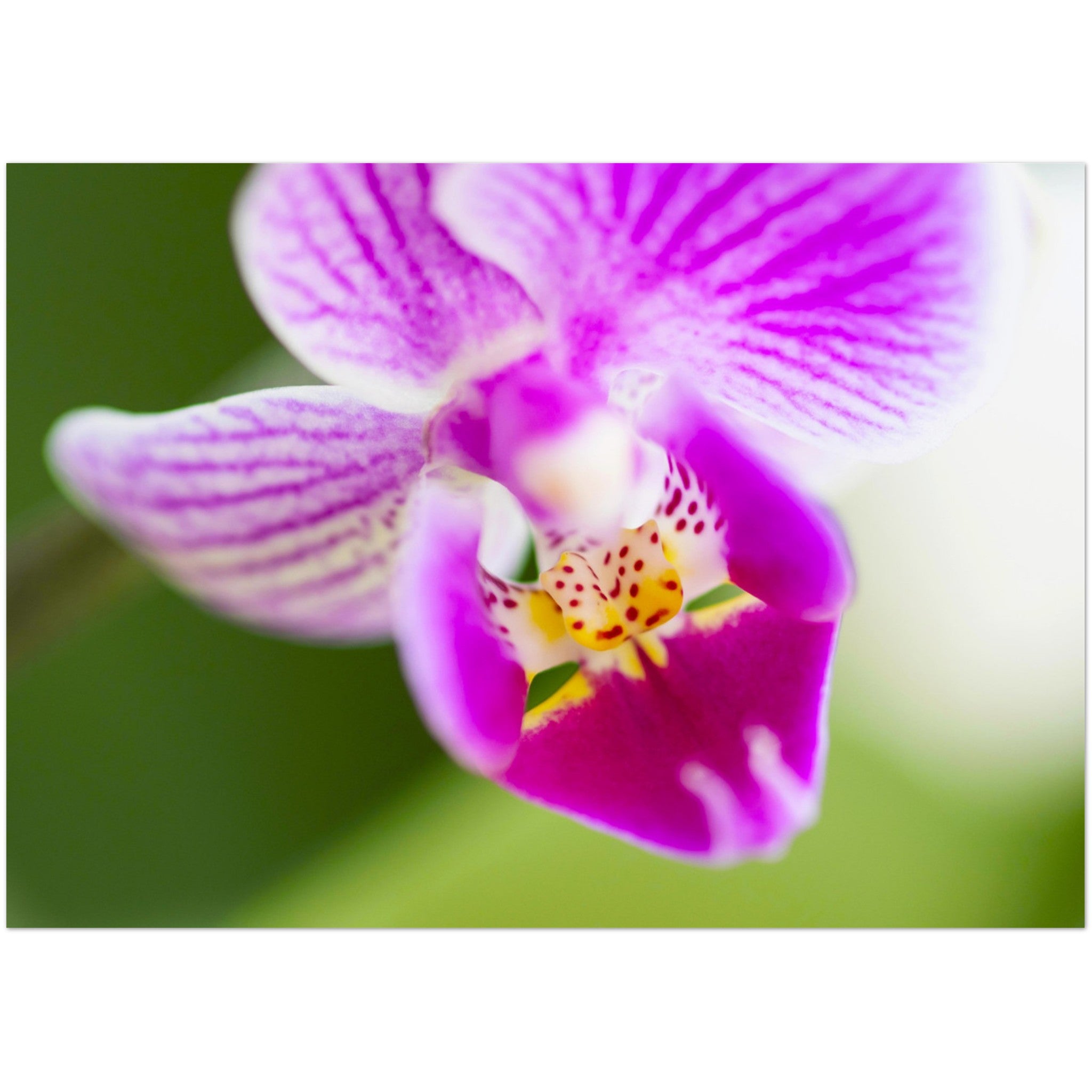 Wenskaart met een close-up van een prachtige orchidee in violette tinten