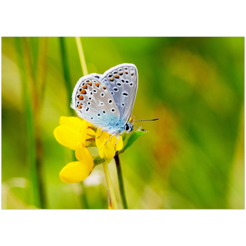 Kaartenset met een prachtig icarusblauwtje op een gele bloem