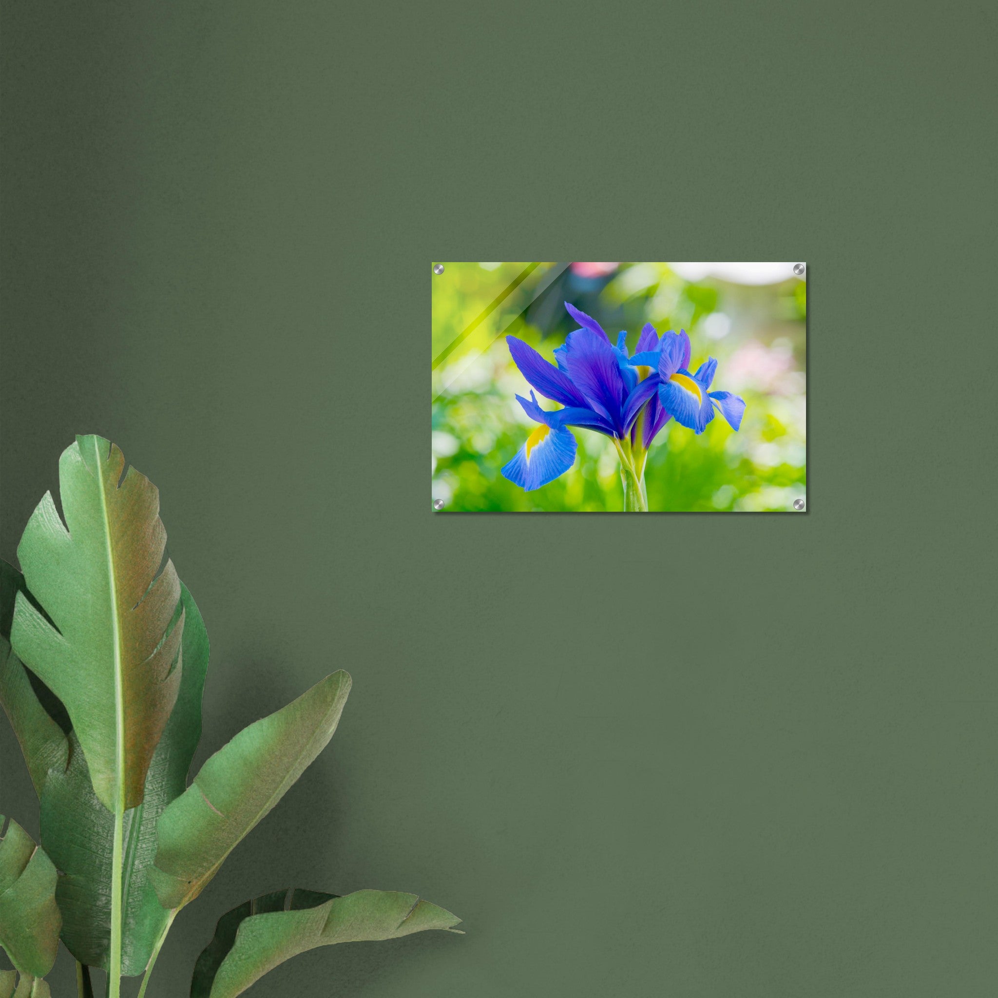 Acrylglas wanddecoratie met een blauwe iris met gele accenten