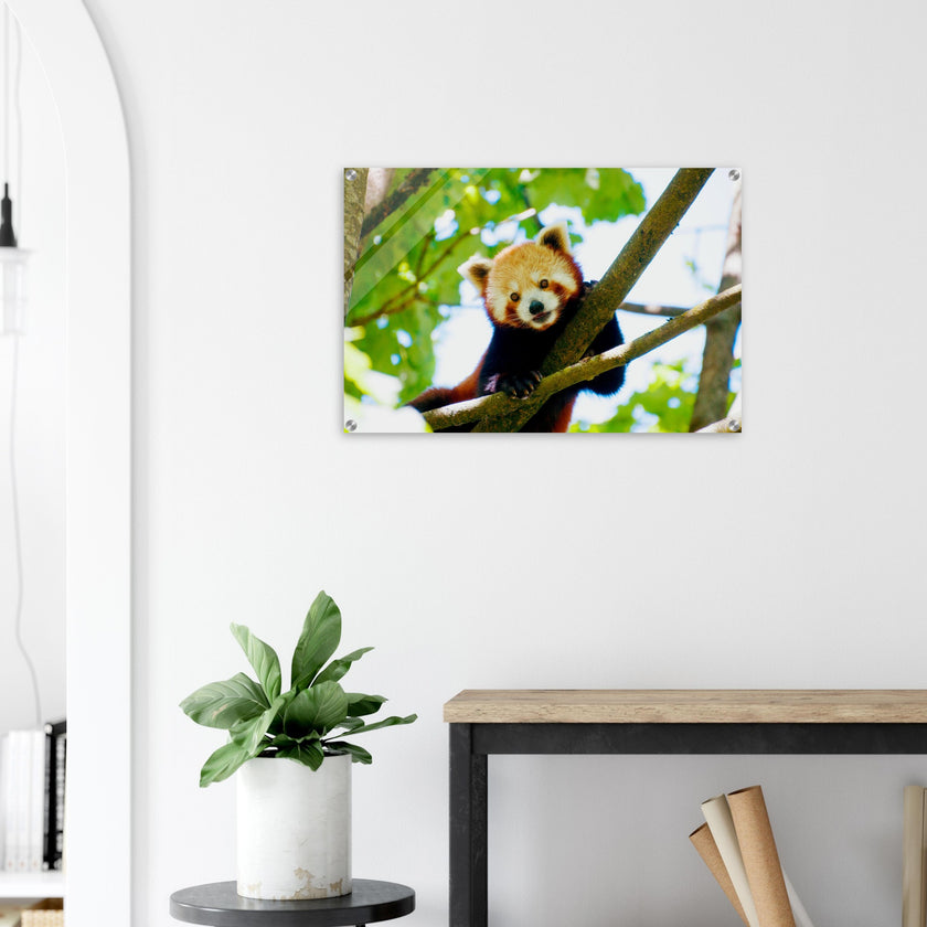 Acrylglas wanddecoratie van een rode panda tussen de groene bladeren