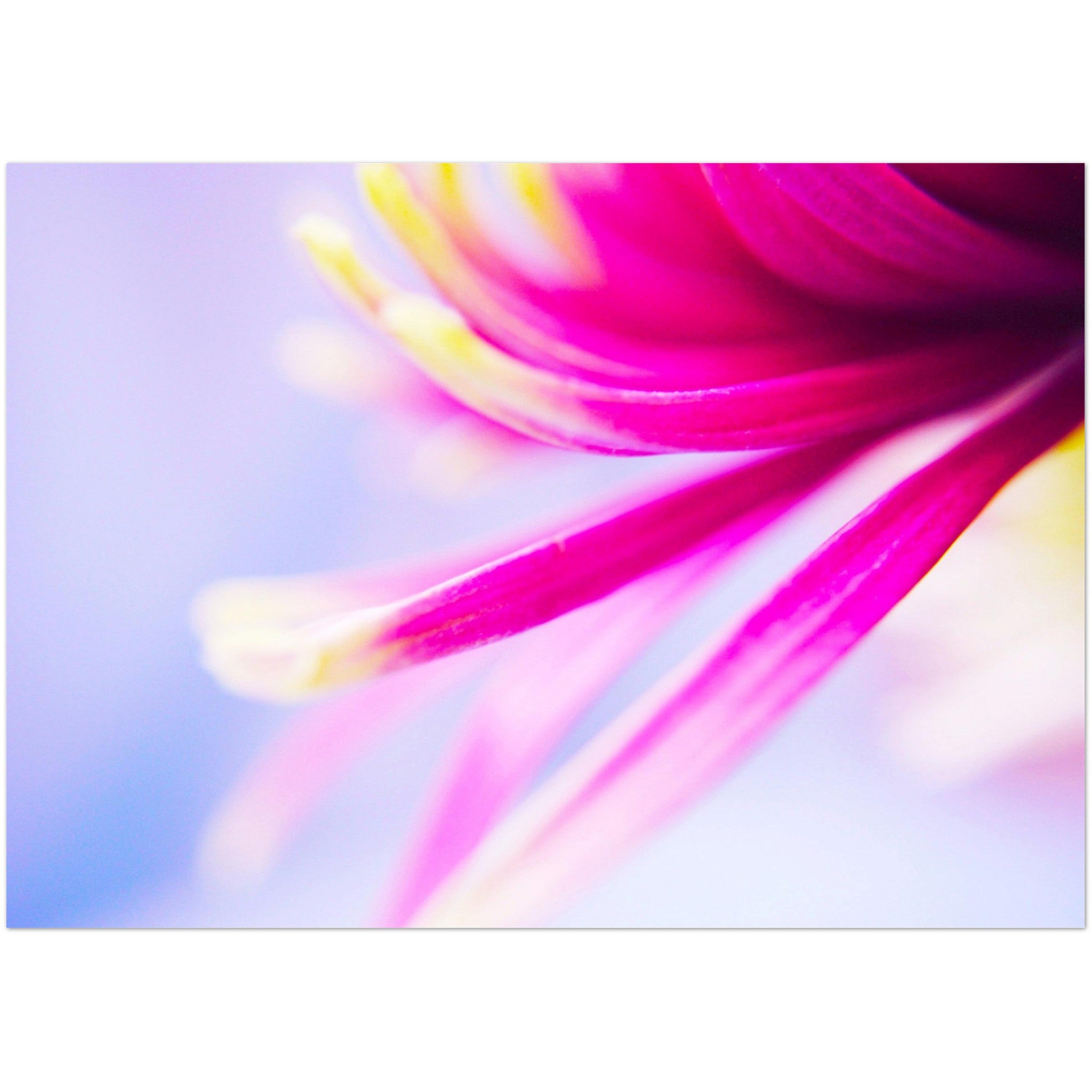 Wenskaart met een close-up van een magentakleurige chrysant