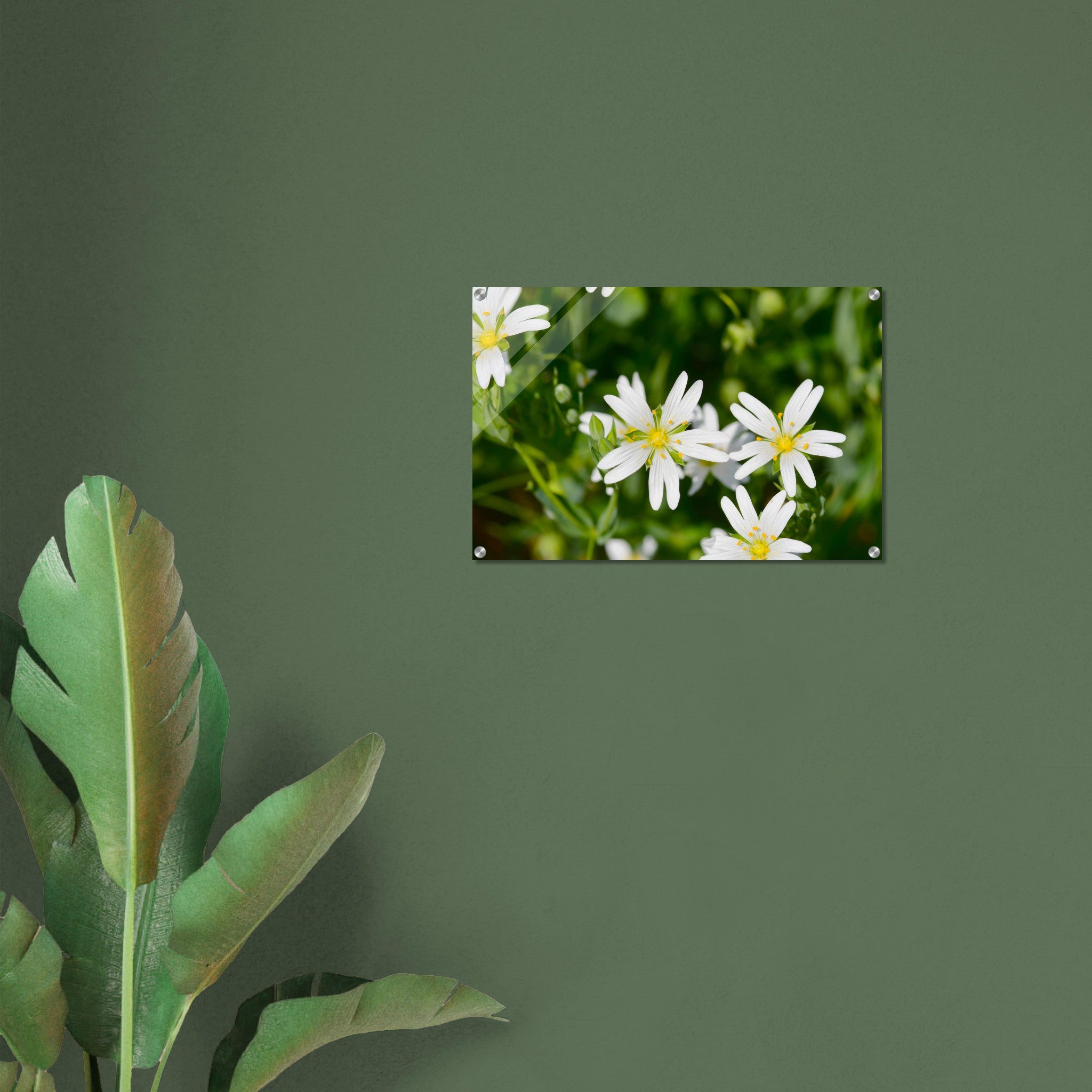 Acrylglas wanddecoratie met de bloemetjes van de 'grote muur' in de lente