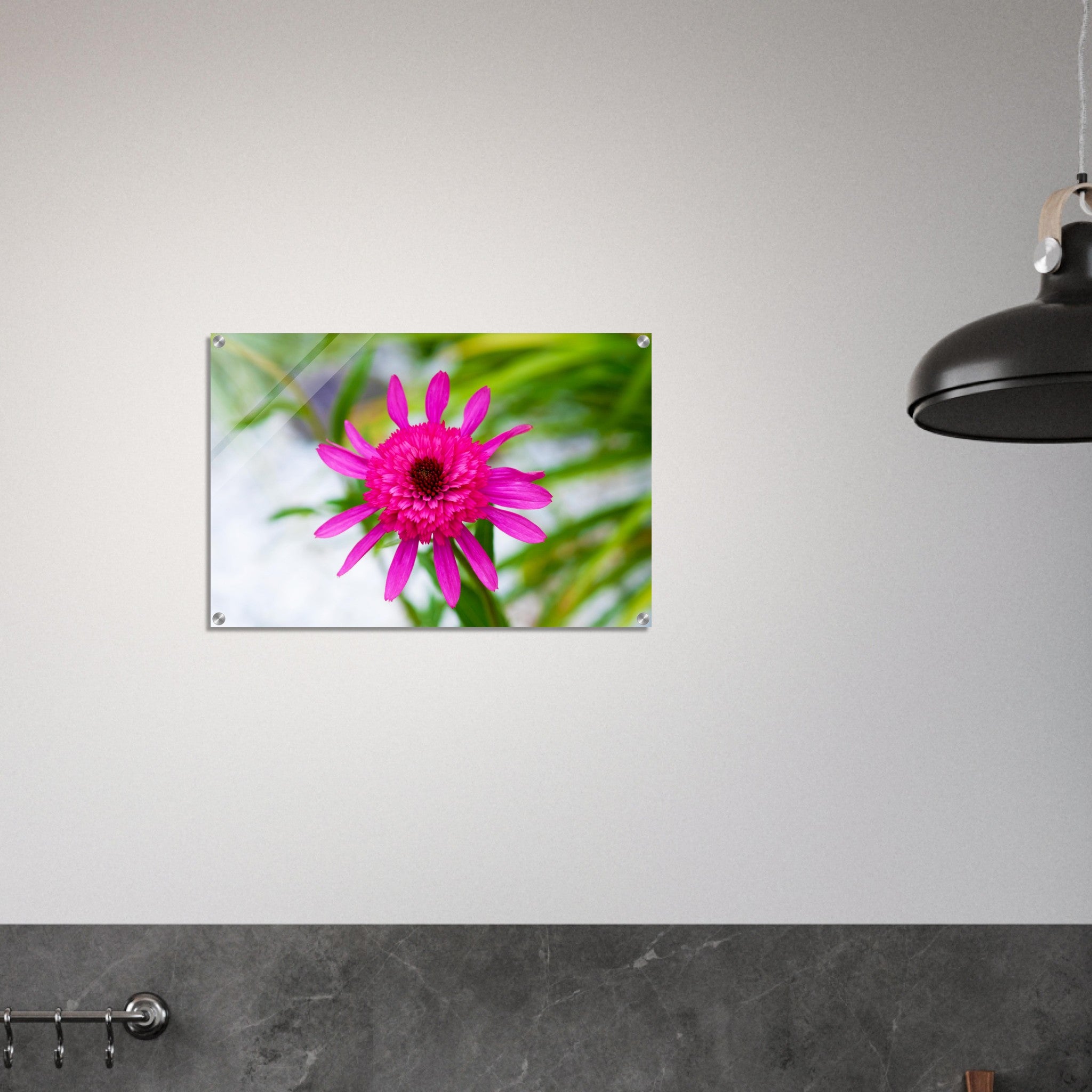 Acrylglas wanddecoratie met een prachtige roze echinacea bloem