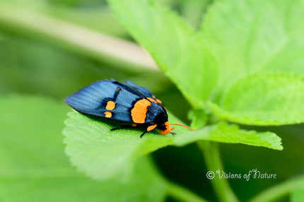 Downloadbare macrofoto van een oranje met donkerblauwe vlinder met hoge resolutie