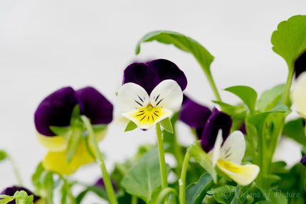 Downloadbare natuurfoto van kleurrijke akkerviooltjes met hoge resolutie