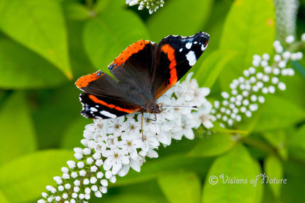 Downloadbare natuurfoto van een atalanta vlinder op een witte bloem met hoge resolutie