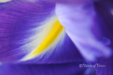 Downloadbare macrofoto van een blauwe iris met gele en witte accenten