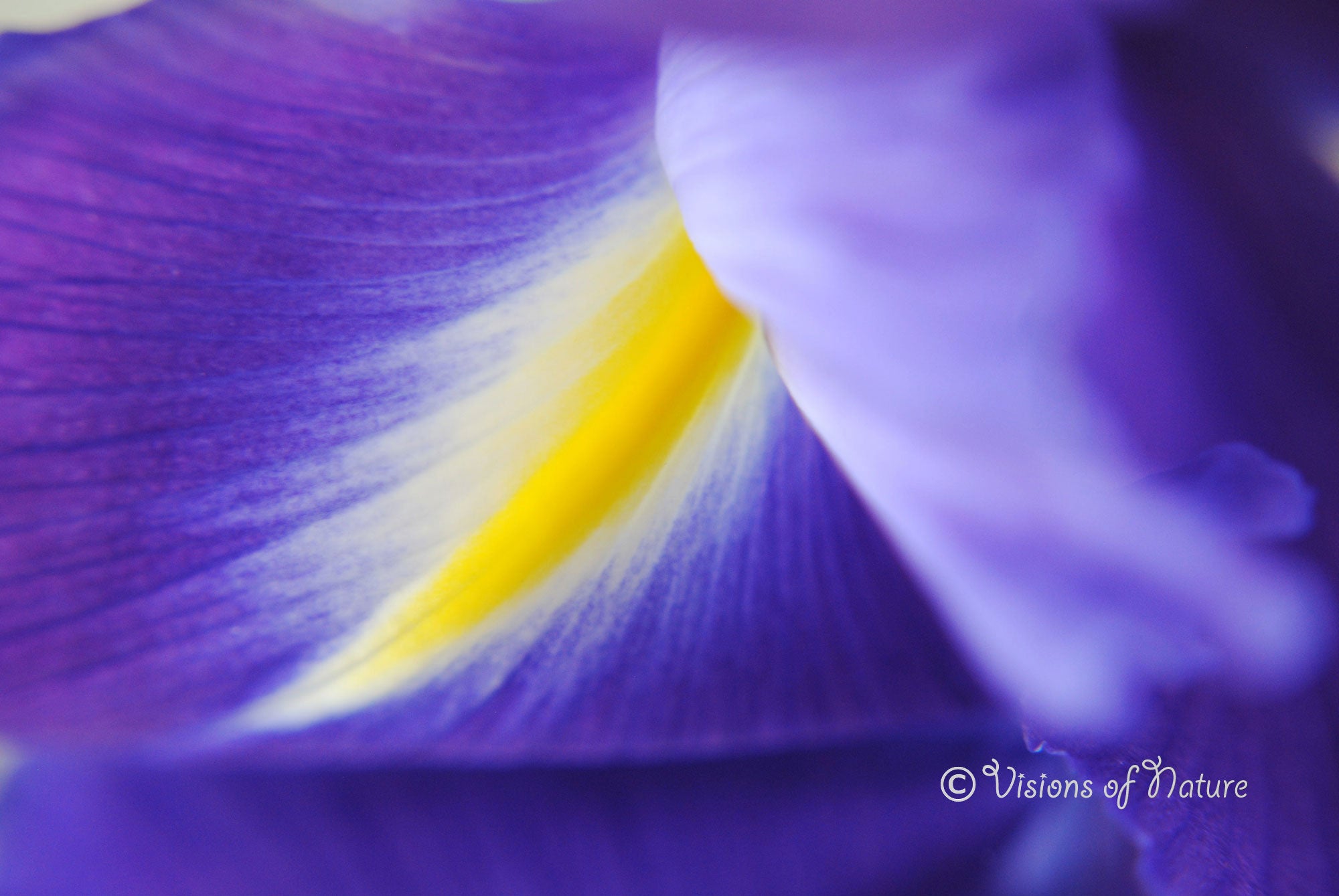 Downloadbare macrofoto van een blauwe iris met gele en witte accenten