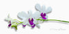 Downloadbare foto van een witte orchidee met violetkleurige accenten met hoge resolutie