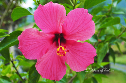 Downloadbare macrofoto van een roze hibiscus bloem in hoge resolutie