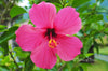 Downloadbare macrofoto van een roze hibiscus bloem in hoge resolutie