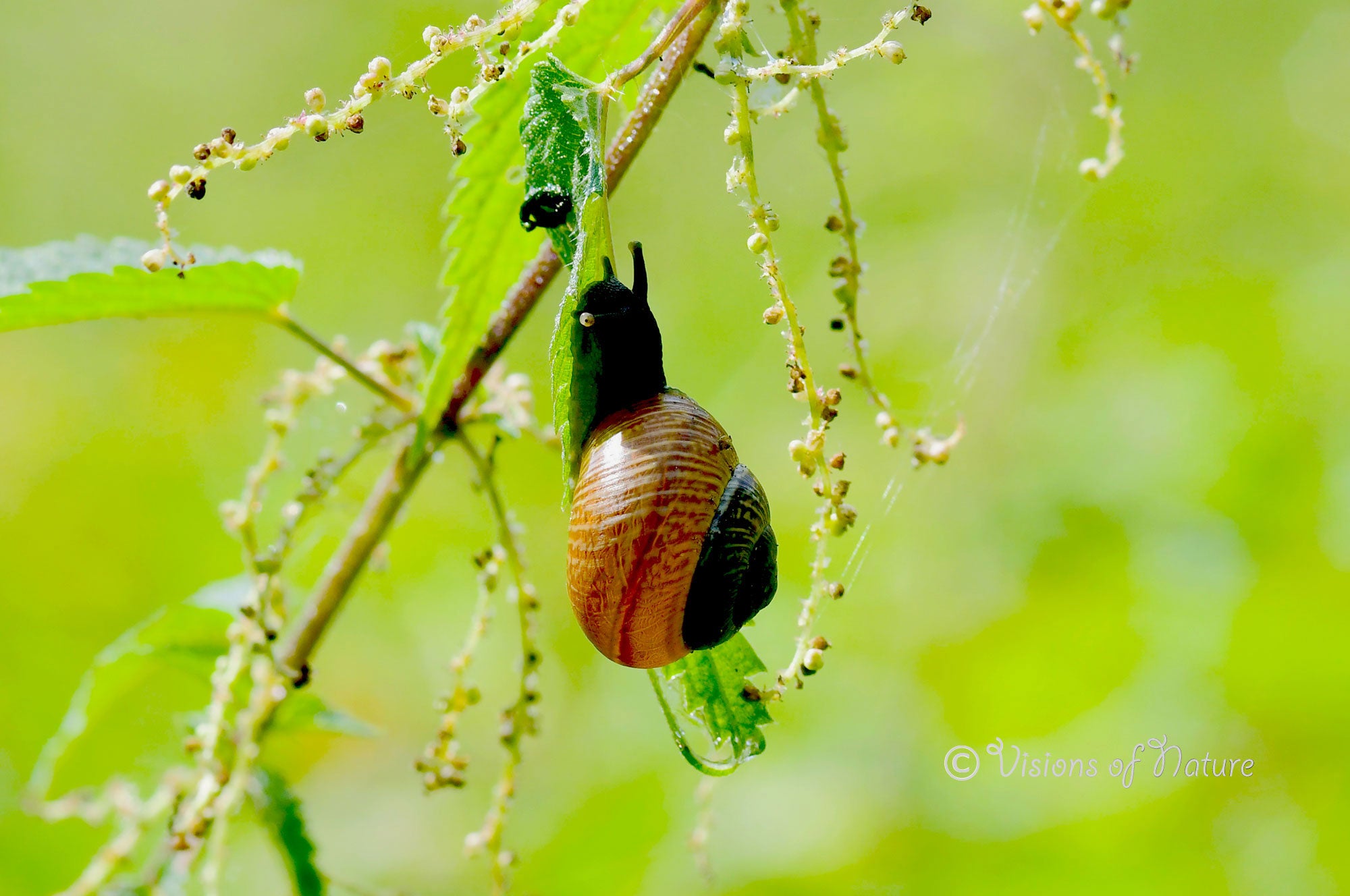 Downloadbare natuurfoto van een barnsteenslak